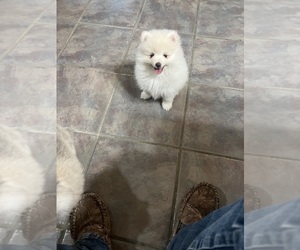 Pomeranian Puppy for Sale in FORDLAND, Missouri USA