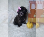 Small Photo #2 Poodle (Miniature) Puppy For Sale in INDIANAPOLIS, IN, USA