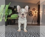 Small Photo #9 French Bulldog Puppy For Sale in FRANKLIN, IN, USA