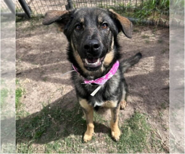 Medium Photo #5 German Shepherd Dog-Unknown Mix Puppy For Sale in Lakewood, CO, USA