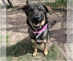 Small #4 German Shepherd Dog Mix