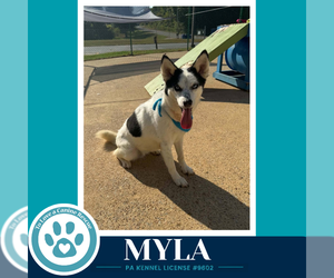 Myla 100326 - Female Siberian Husky Dog for Adoption - Photo #2