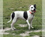 Small #5 American Pit Bull Terrier Mix