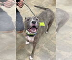 Small #1 American Pit Bull Terrier Mix
