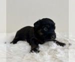 Puppy Fifi Aussiedoodle Miniature -Miniature Bernedoodle Mix