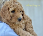 Small Photo #5 Goldendoodle-Poodle (Miniature) Mix Puppy For Sale in SARATOGA SPRINGS, UT, USA