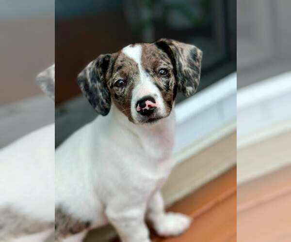Medium Photo #7 Australian Shepherd-Unknown Mix Puppy For Sale in pomfret, CT, USA