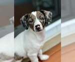 Small #6 Australian Shepherd Mix