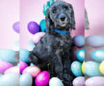 Small Photo #14 Goldendoodle Puppy For Sale in McKinney, TX, USA