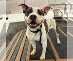 Small #2 American Pit Bull Terrier