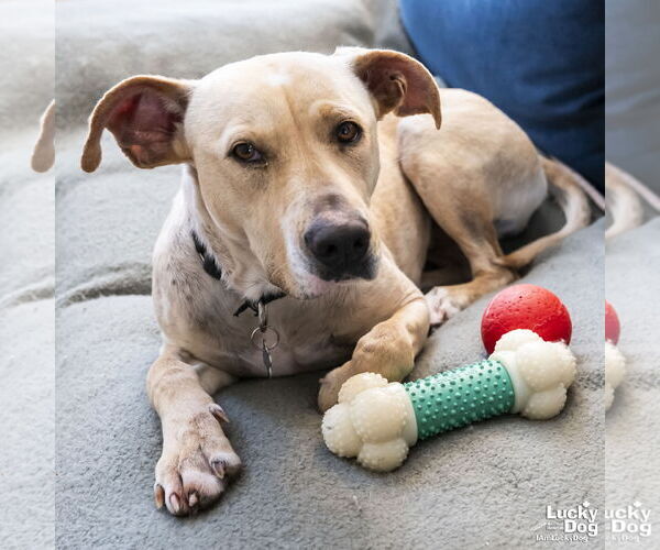 Medium Photo #29 Labrador Retriever-Retriever  Mix Puppy For Sale in Washington, DC, USA