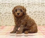 Small #3 Cavapoo