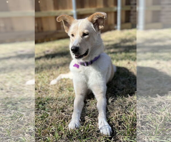Medium Photo #7 Labrador Retriever Puppy For Sale in Fort Worth, TX, USA