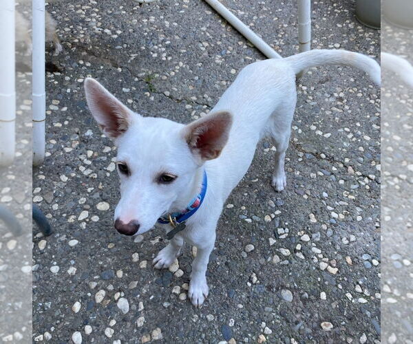 Medium Photo #3 Shepradors Puppy For Sale in Davis, CA, USA