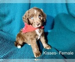 Small #2 Labradoodle-Miniature Australian Shepherd Mix