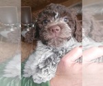 Puppy Giovanna Lagotto Romagnolo