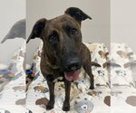 Small #1 Holland Shepherd Mix