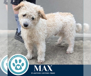 Poodle (Miniature)-Unknown Mix Dogs for adoption in Kimberton, PA, USA