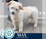 Small Poodle (Miniature) Mix