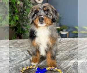Miniature Bernedoodle Puppy for sale in GREENWOOD, IN, USA