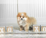 Small #8 Pomeranian