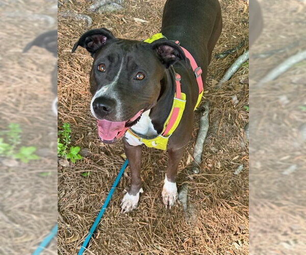 Medium Photo #1 Mutt Puppy For Sale in Cary, NC, USA