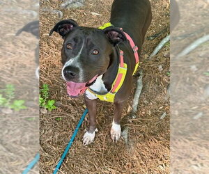 Mutt Dogs for adoption in Cary, NC, USA