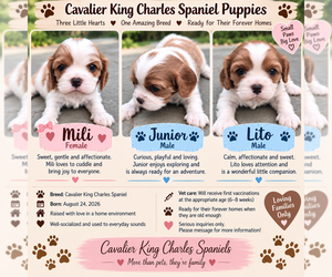 Medium Cavalier King Charles Spaniel