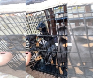 Doberman Pinscher-Rottle Mix Puppy for sale in KILLEEN, TX, USA