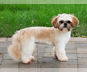 Mother of the Shih Tzu puppies born on 02/07/2026