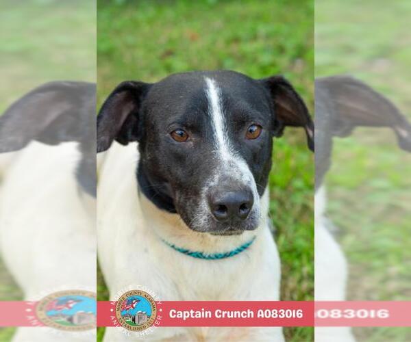 Medium Photo #2 Labrador Retriever-Unknown Mix Puppy For Sale in Mobile, AL, USA