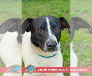 CAPTAIN CRUNCH - Male Labrador Retriever-Unknown Mix Dog for Adoption - Photo #2