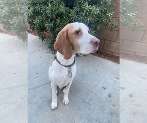 Tobi - Male Beagle Dog for Adoption - Photo #2
