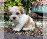 Small #1 Morkie
