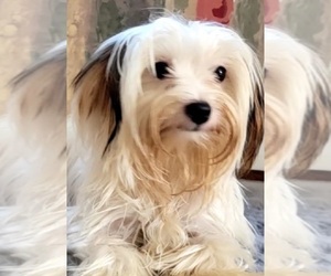 Yorkshire Terrier Puppy for Sale in HUDDLESTON, Virginia USA