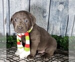 Small Photo #2 Labrador Retriever Puppy For Sale in GRABILL, IN, USA
