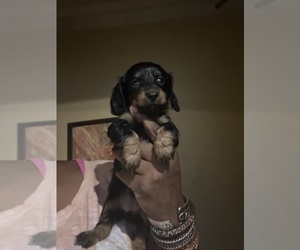 Dachshund Puppy for sale in LYNCHBURG, VA, USA