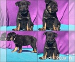 Small Photo #1 Shepweiller Puppy For Sale in SHELL KNOB, MO, USA