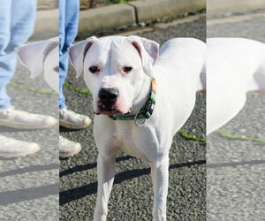 Argentinian Mastiff Dogs for adoption in Petaluma, CA, USA