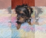Small Photo #51 Yorkshire Terrier Puppy For Sale in AKRON, OH, USA