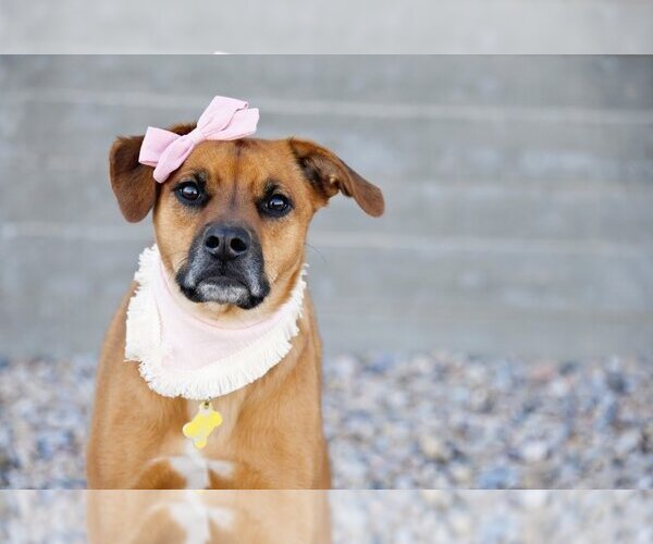 Medium Photo #12 Labrador Retriever-Unknown Mix Puppy For Sale in Sandy, UT, USA