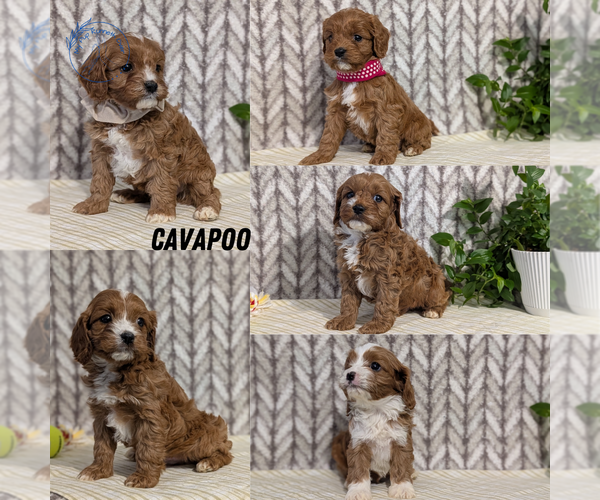 Medium Photo #33 Cavapoo (Miniature) Puppy For Sale in GOSHEN, IN, USA