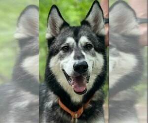 Siberian Husky-Unknown Mix Dogs for adoption in Matawan, NJ, USA