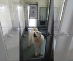Small #11 Great Pyrenees Mix