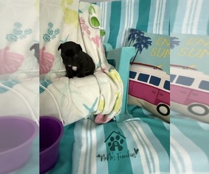 French Bulldog Puppy for sale in OPP, AL, USA