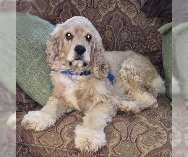 Medium Photo #3 Cocker Spaniel Puppy For Sale in Arlington, VA, USA