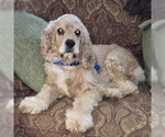 Small #2 Cocker Spaniel