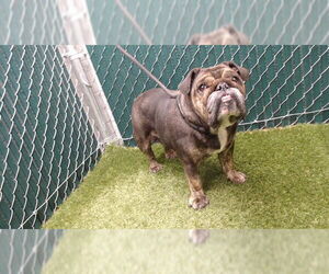 Bulldog Dogs for adoption in Downey, CA, USA