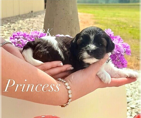 Medium Photo #3 Yorkipoo Puppy For Sale in WINNSBORO, LA, USA