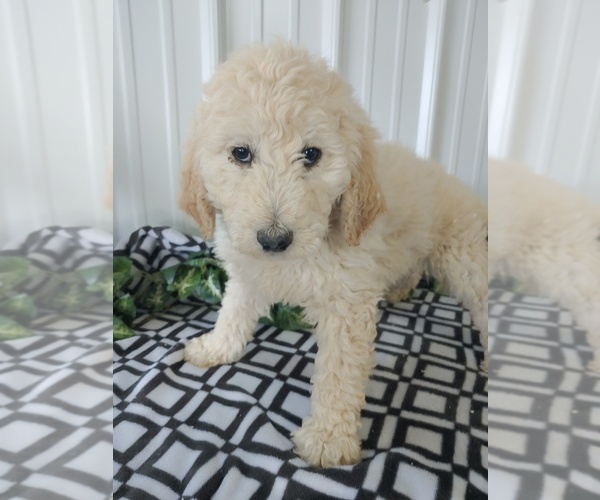 Medium Photo #3 Goldendoodle Puppy For Sale in CANON CITY, CO, USA